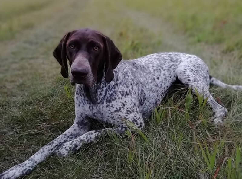 Top Hunting Dog Names 80 Cool Names For Female Hunting Dogs The Paws