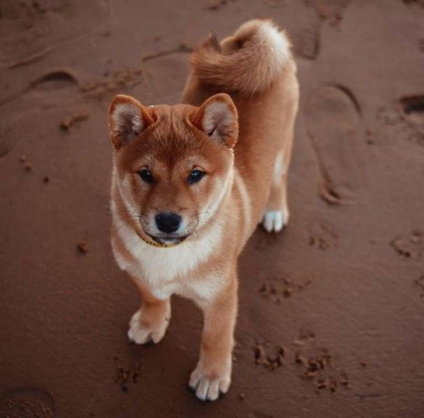 200+ Female Japanese Dog Names with Meanings - The Paws