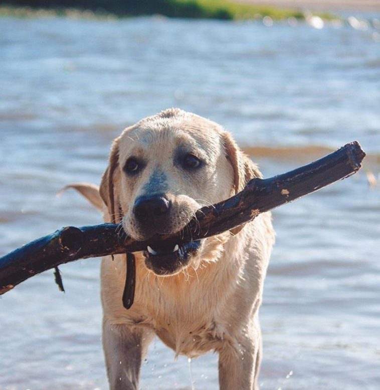 Labrador Retriever Names - 150+ Great Boy Dog Names - The Paws