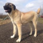 Top 300 Best Big Dog Names - Male and Female Names for Large Dogs - The ...