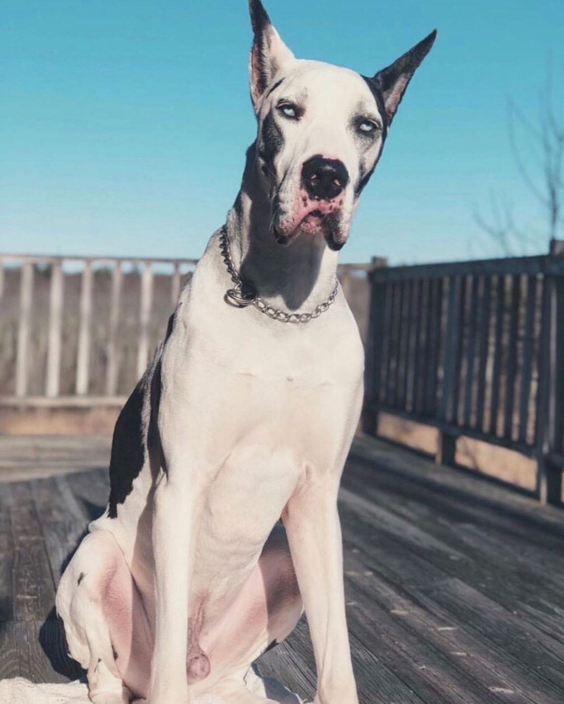 15 Great Dane Interesting Facts You Might Not Know The Paws