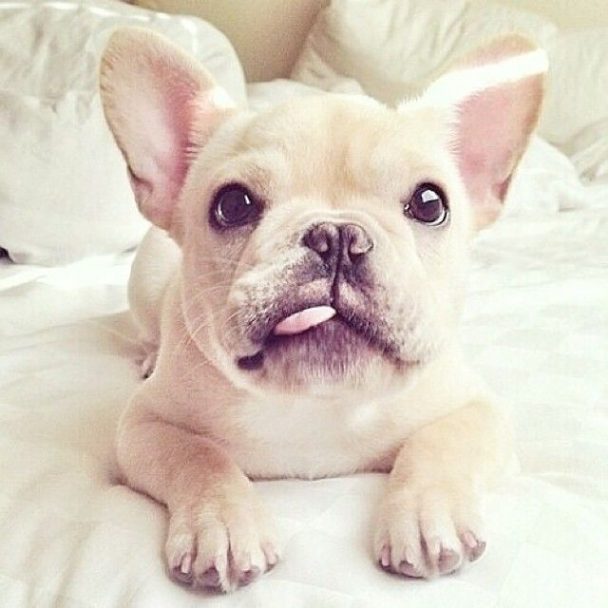 The 16 Cutest Photos of French Bulldogs That You've Ever Seen | Page 3 ...