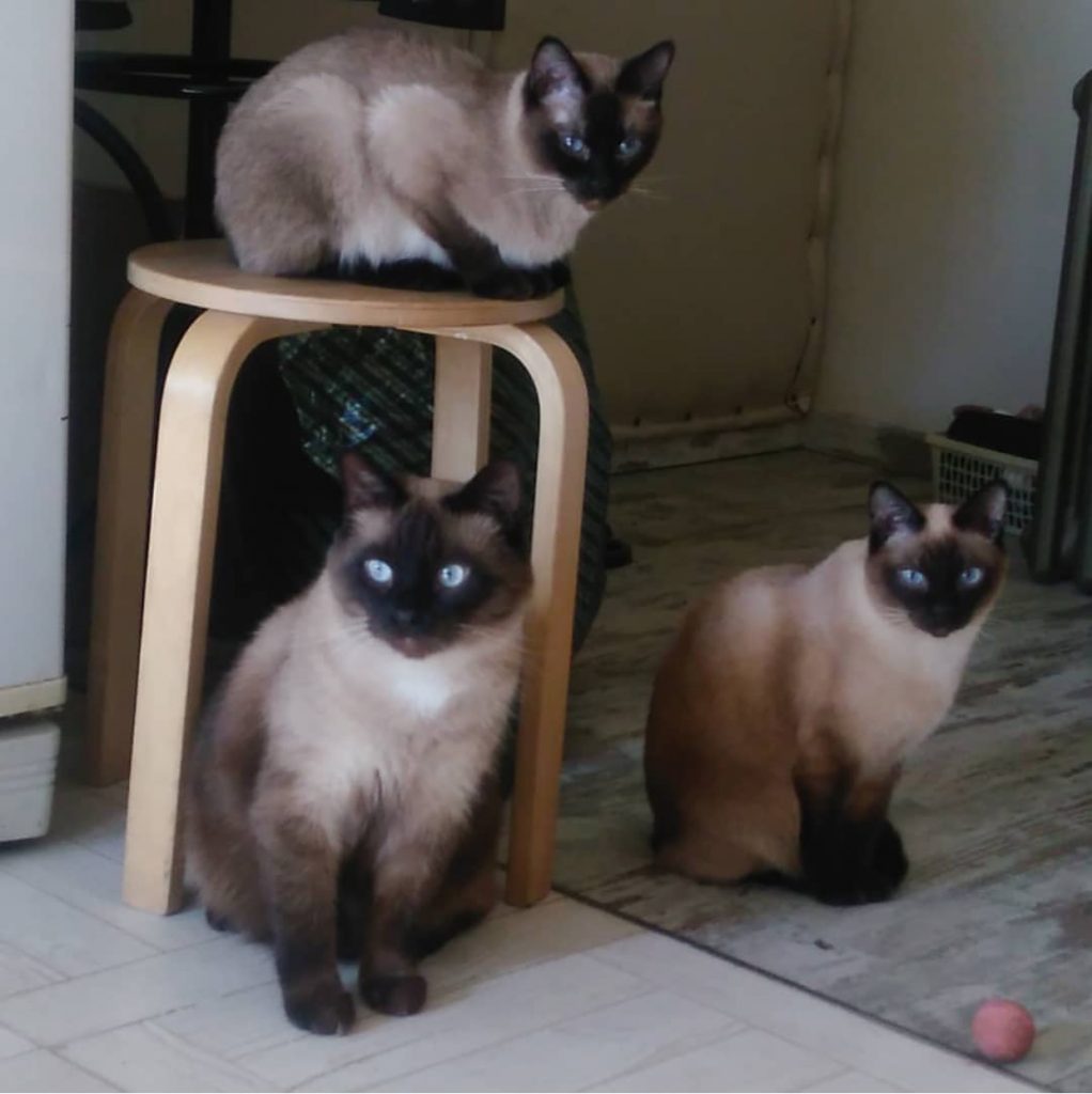 how to keep siamese cats entertained