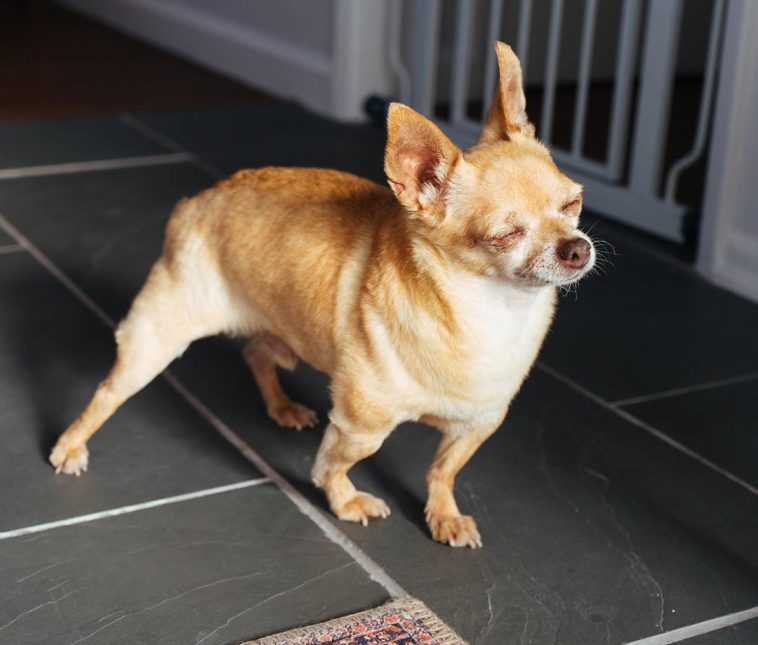 15 Chihuahuas for Everybody to Have a Great Week | The Paws