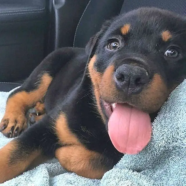 A Rottweiler puppy lying in the passenger seat while smiling with its tongue out