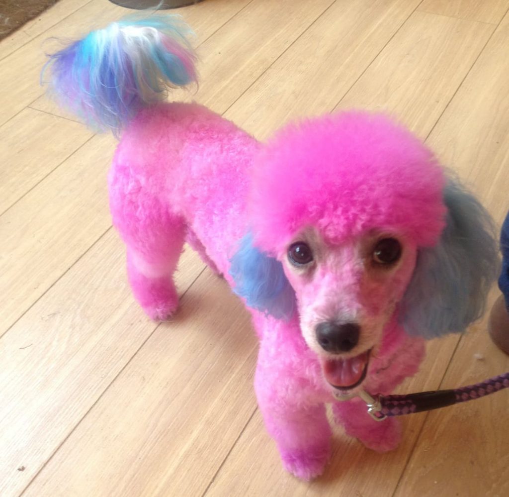 15 Incredible Rainbow Poodles Page 2 Of 5 The Paws   66446440 485626385538141 5122043904035651584 N 1024x999 