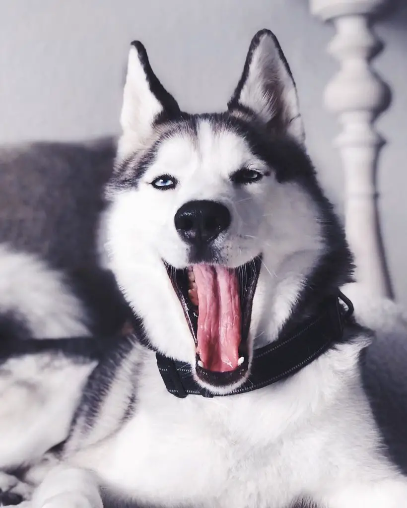 15 Fascinating Facts About Siberian Huskies – The Paws