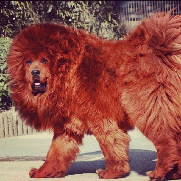 15 Fascinating Facts You Didn’t Know About Tibetan Mastiffs | Page 3 of ...