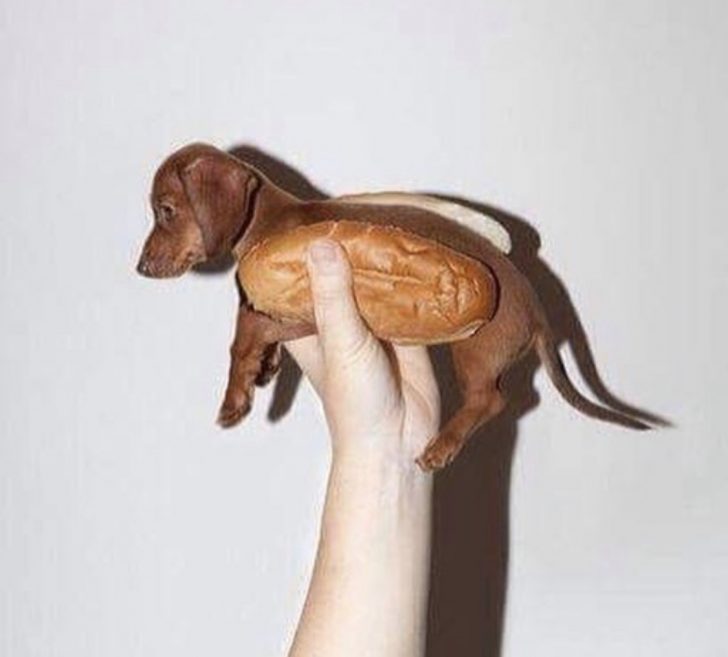 14 Best Dachshund Memes of All Time | Page 2 of 5 | The Paws