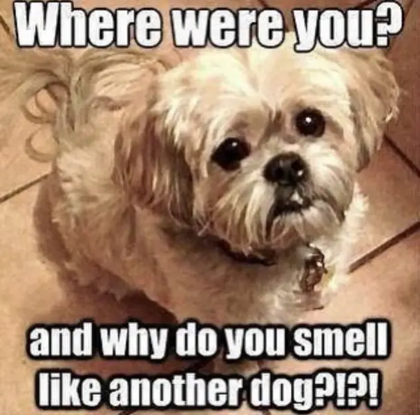 14 Funny Shih Tzu Memes Of All Time | Page 2 of 5 | The Paws