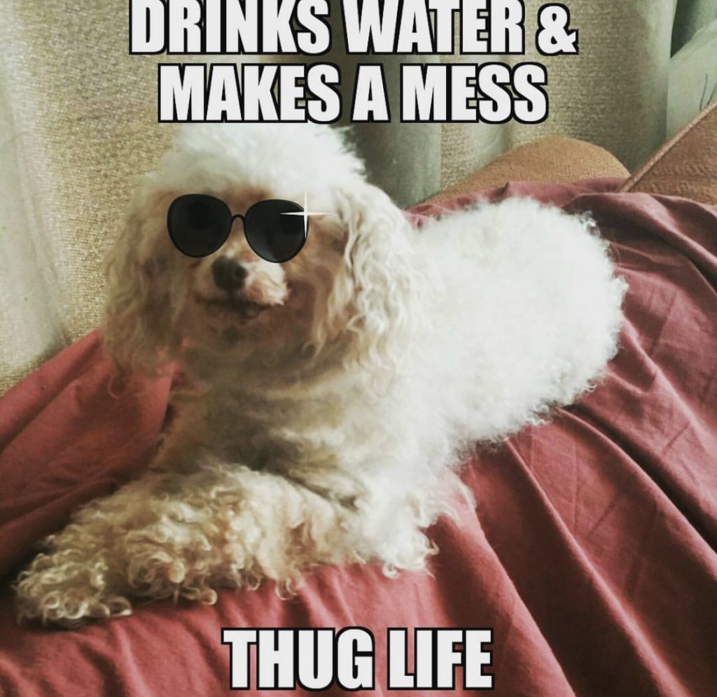 14 Best Poodle Memes of All Time | Page 3 of 5 | The Paws