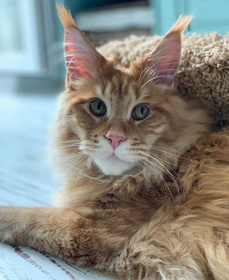 16 Interesting Things About Maine Coons | The Paws