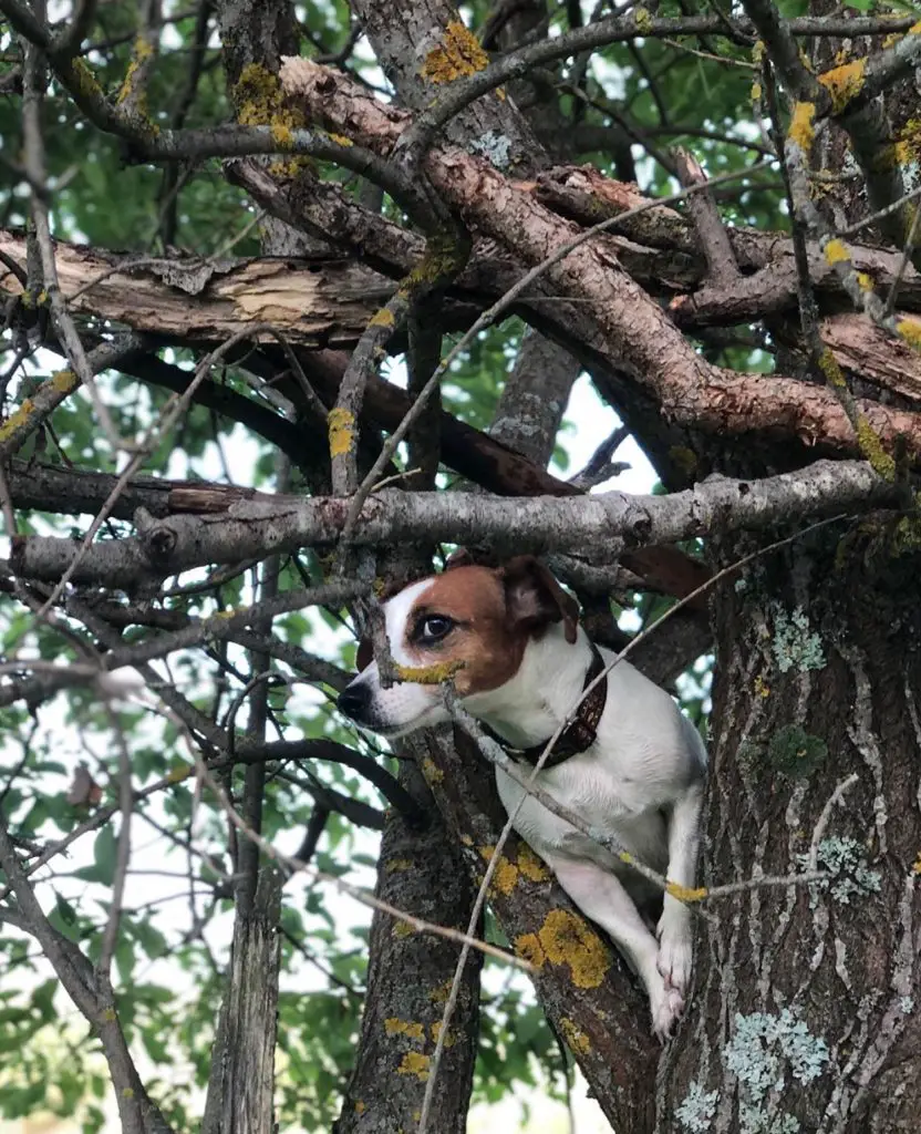 15 Jack Russell Terrier Photos You Will Love The Paws