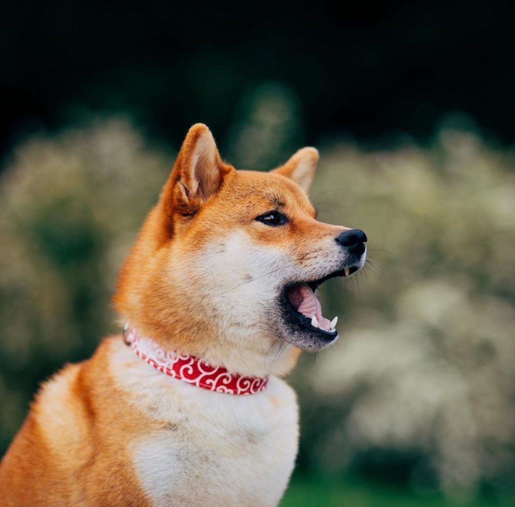 15 Things Typical For Your Shiba Inu – The Paws