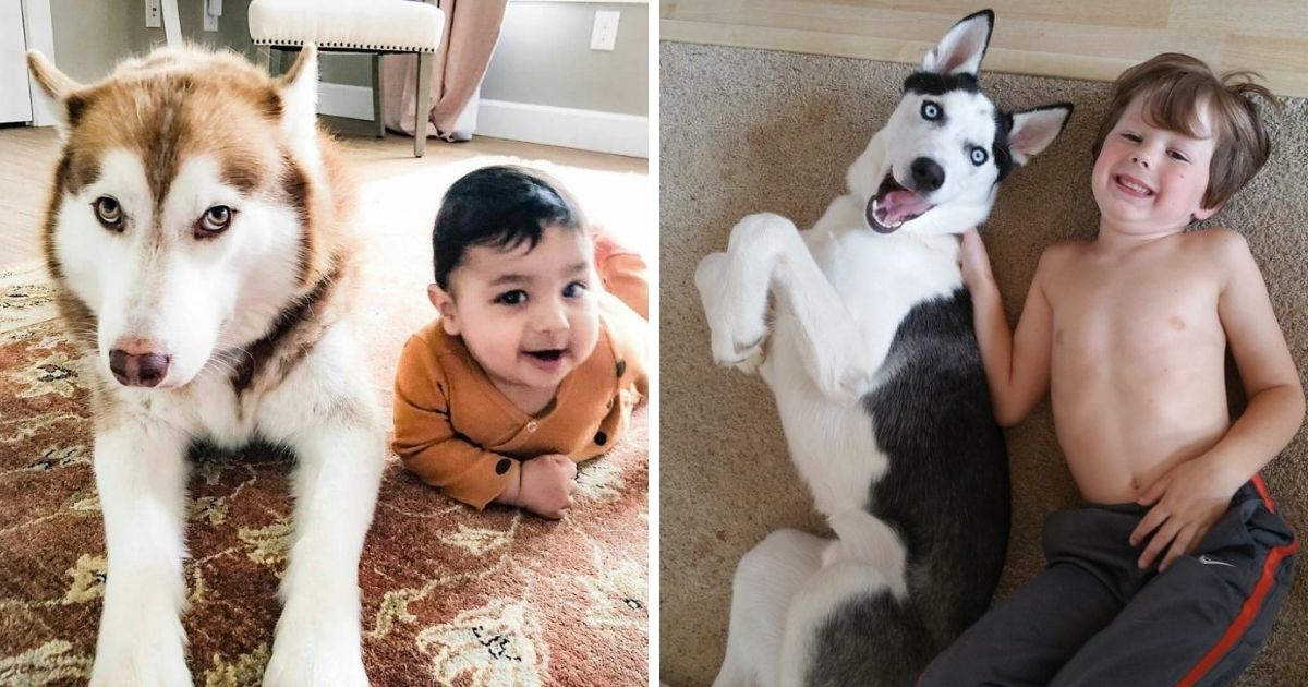 16 Pics That Prove Husky is Better Than Any Babysitter! - The Paws