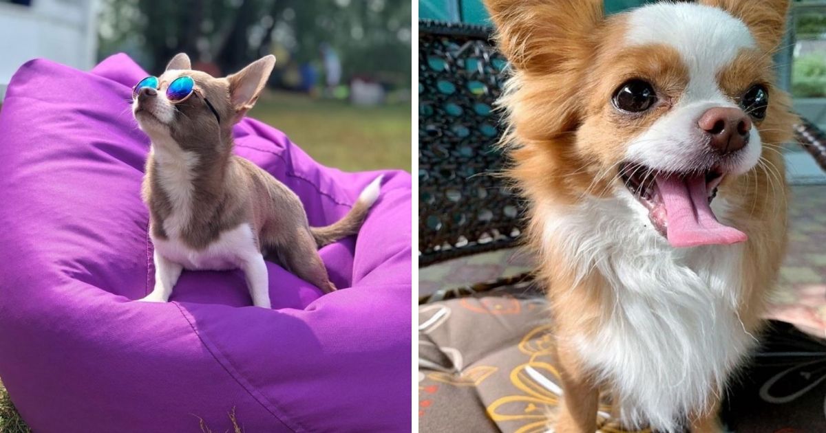 15 Reasons Chihuahuas are the Absolute Best - The Paws