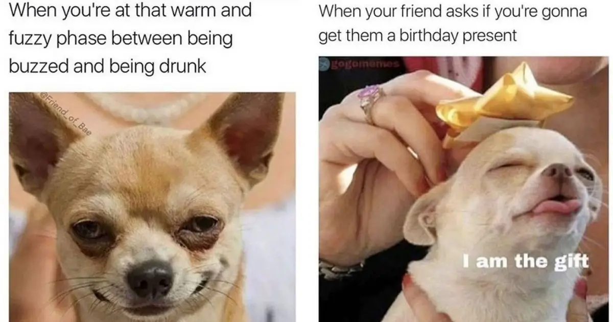 15 Funny Chihuahua Memes That Will Make Your Day! - The Paws