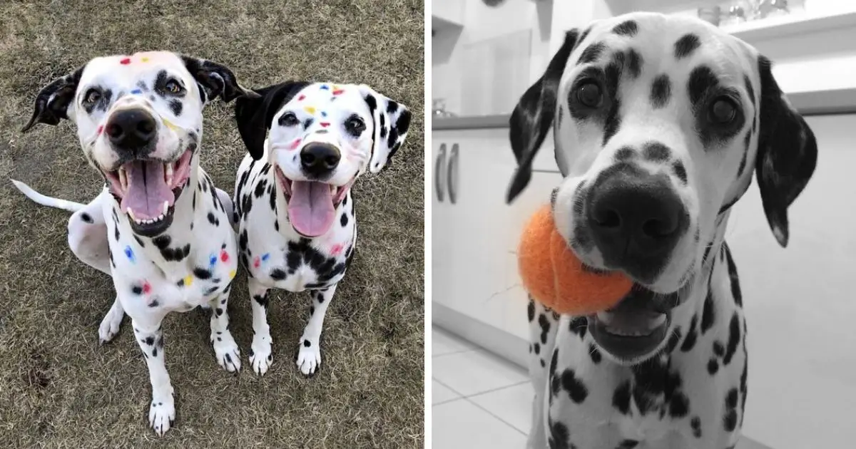 is a rainbow dalmatian a real thing