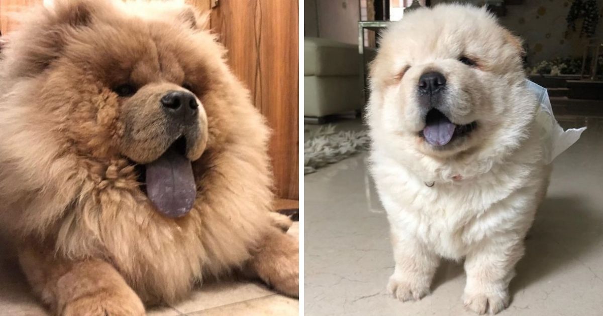 14 Fluffy Facts About Chow Chows - The Paws