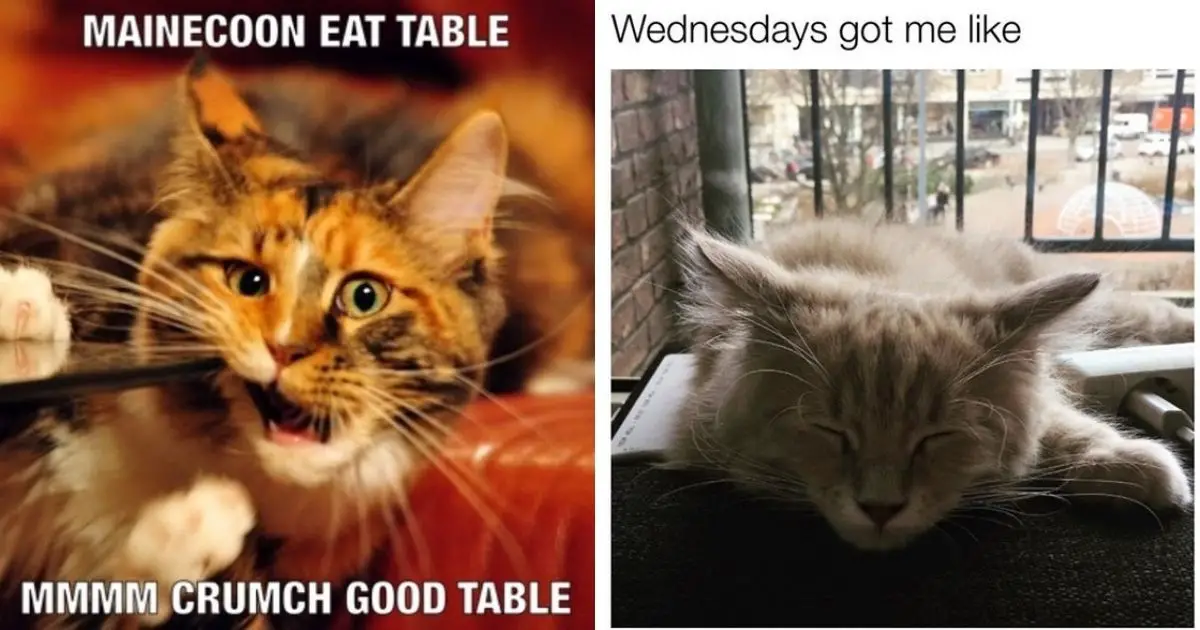 14 Funny Maine Coon Memes That Will Make You Laugh! - The Paws