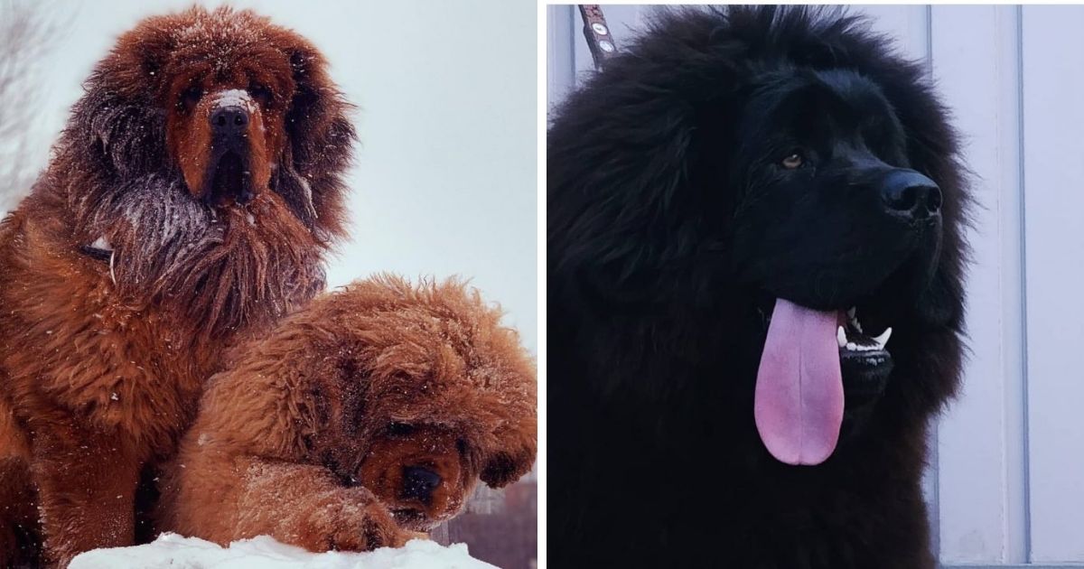 17 Pictures of Tibetan Mastiffs You Will Be Scared - The Paws