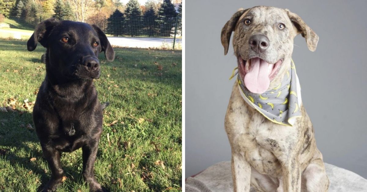 14 Unreal Labrador Cross Breeds You Have To See To Believe - The Paws