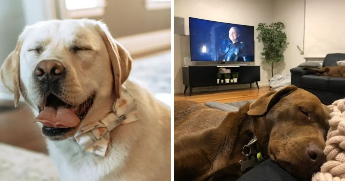 14 Labrador Retrievers Who Know How to Spend Amazing Weekends - The Paws