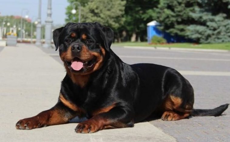 270 Best Rottweiler Dog Names For Male Female Dogs   Best Rottweiler Names 758x470 