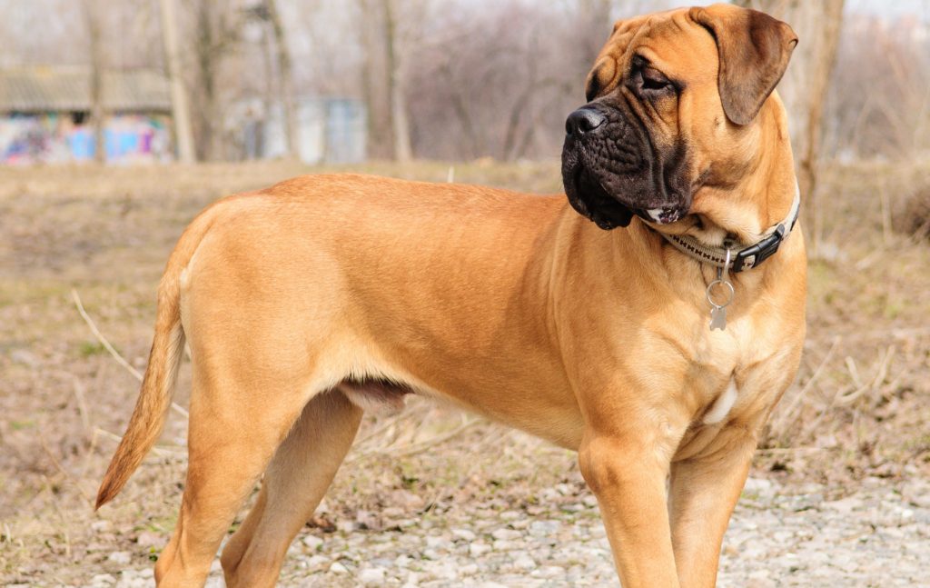 14 Unusual Facts About The Gentle Giant Mastiff – Page 2 – The Paws