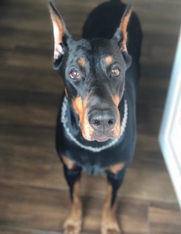 50 Things Doberman Pinschers Don’t Like - The Paws