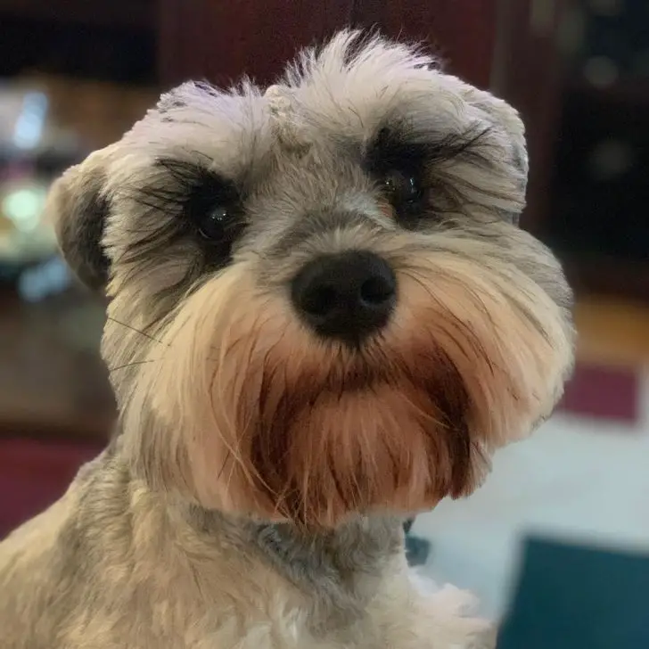 14 Reasons Why Schnauzers Are The Best Dogs | Page 2 of 6 | The Paws