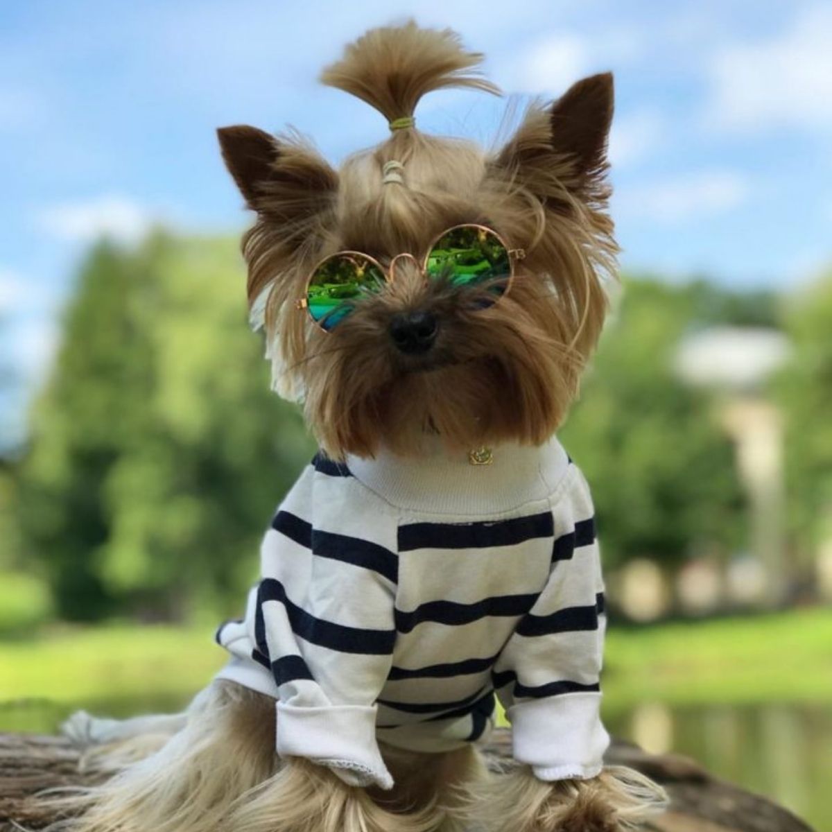 14 Interesting Things About Yorkshire Terriers You Probably didn’t Know ...