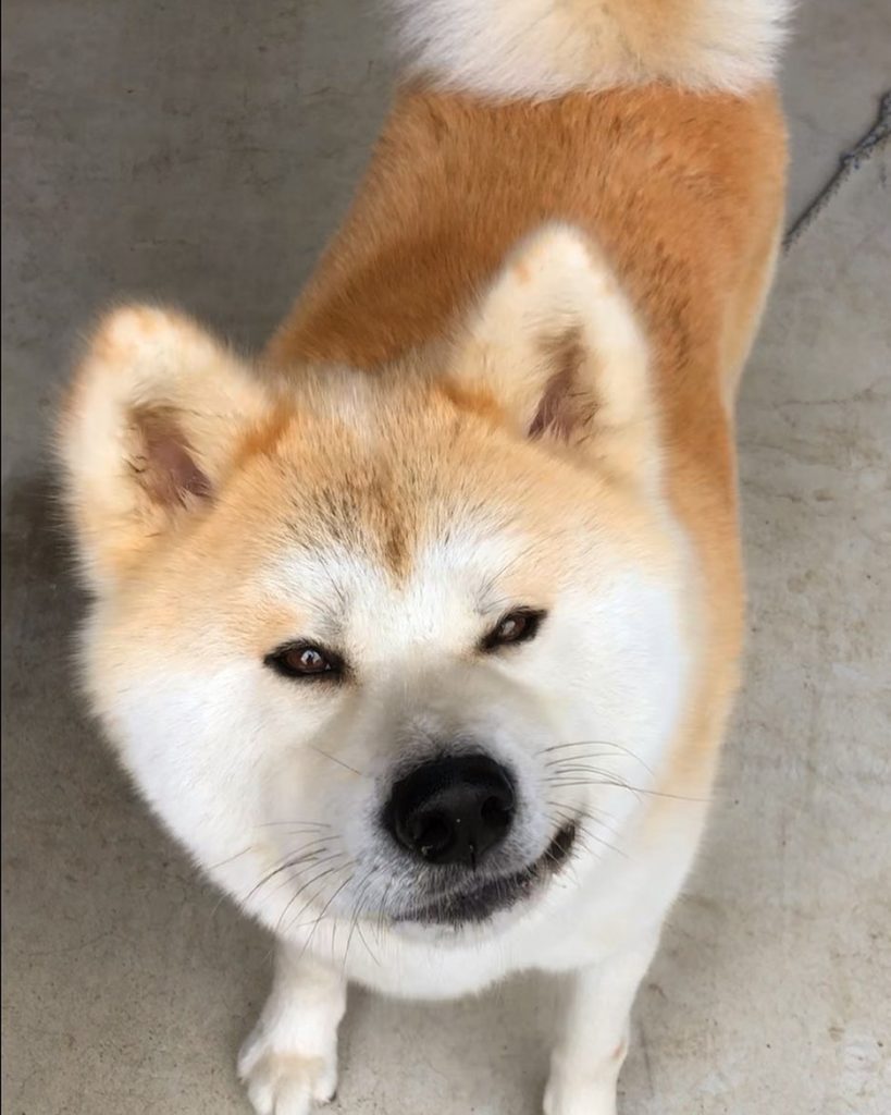 14 Incredible Facts Why You Should Have an Akita Inu Dog | The Paws