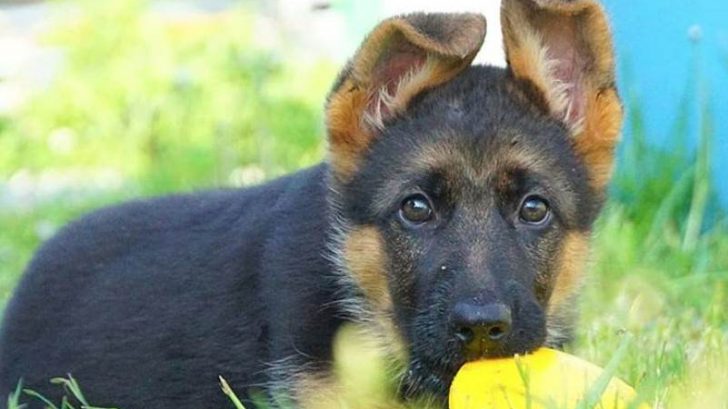 50-german-names-for-male-dogs-the-paws