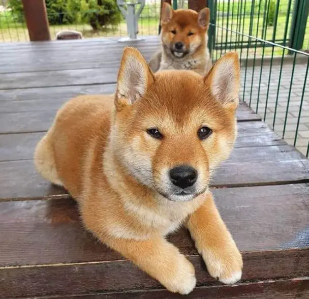 Best 330 Japanese Dog Names Male Female Names With Meanings The Paws   Japanese Shiba Inu Puppy 608x588 