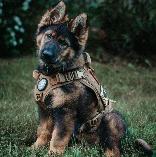 Top 180 Best Military Dog Names - The Ultimate List - The Paws