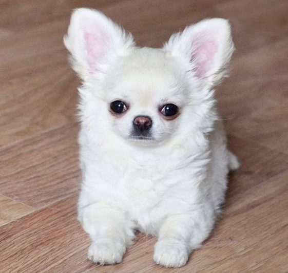 270 Best Small Dog Names Perfect for Little Dogs - The Paws