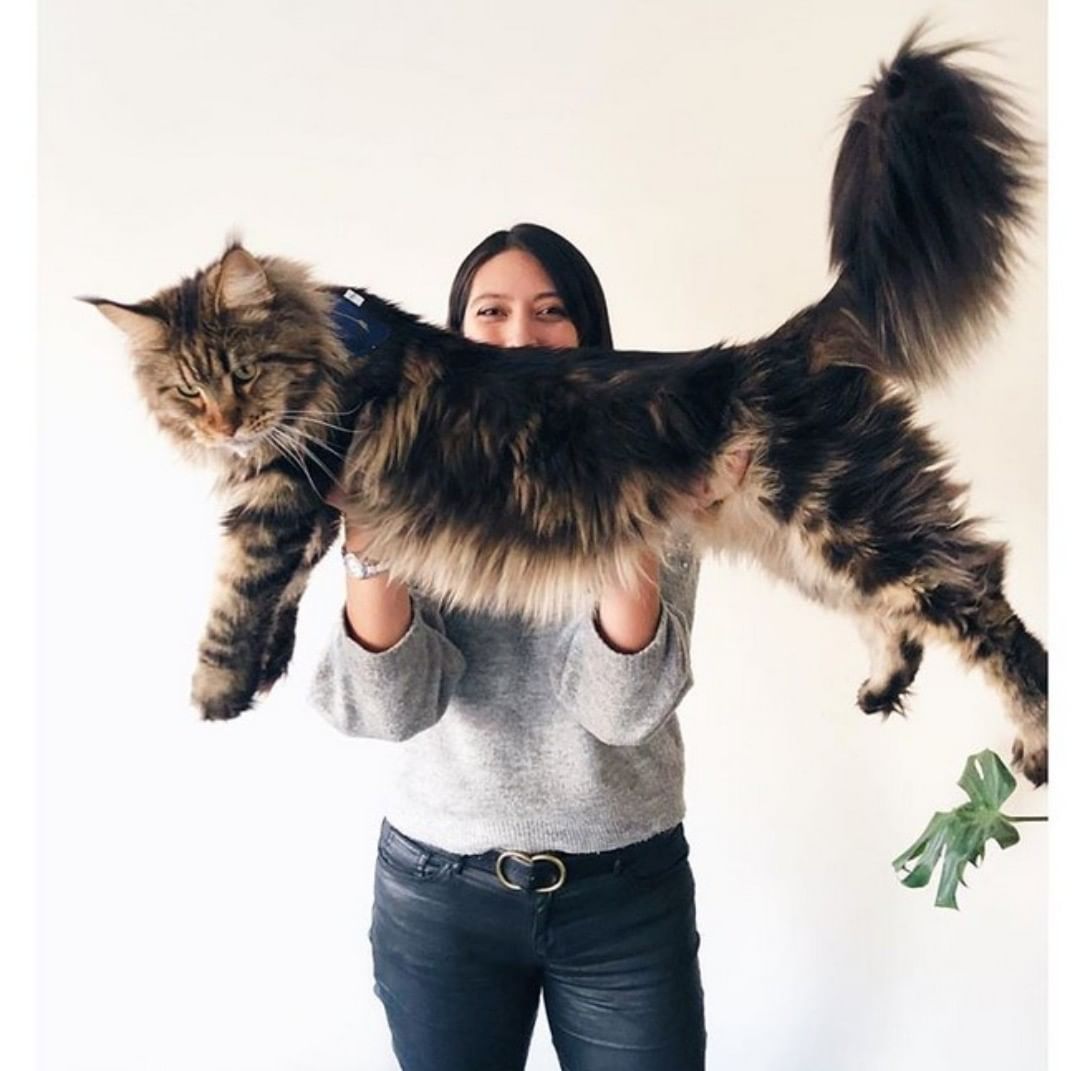 15 Huge and Incredible Facts About MAINE COONS! - The Paws