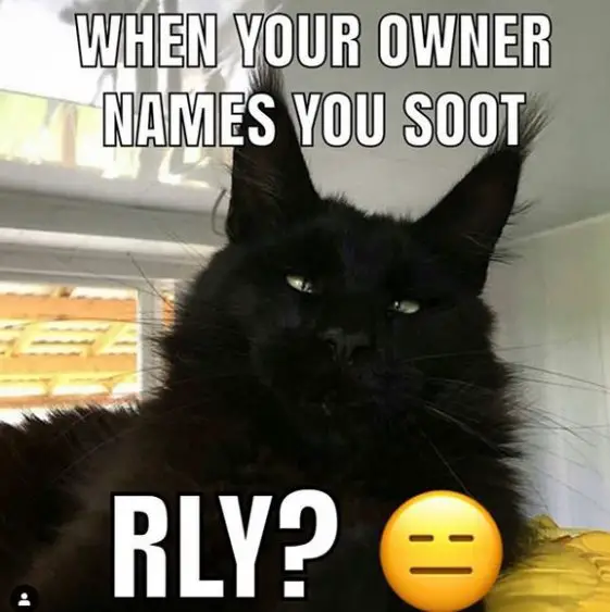 14 Funny Maine Coon Memes That Will Make You Laugh! | Page 3 of 3 | The