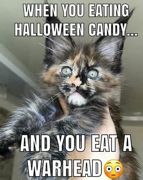 14 Funny Maine Coon Memes That Will Make You Laugh! – Page 2 – The Paws