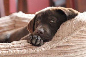 14 Reasons Why Labradors Are The Only Friends You'll Ever Need – The Paws