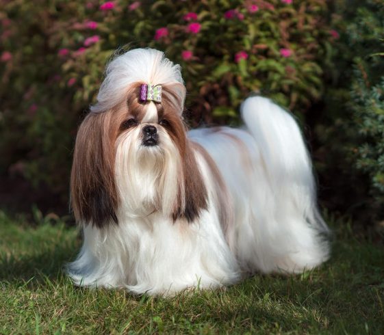 16 Interesting Facts About Shih Tzu | The Paws