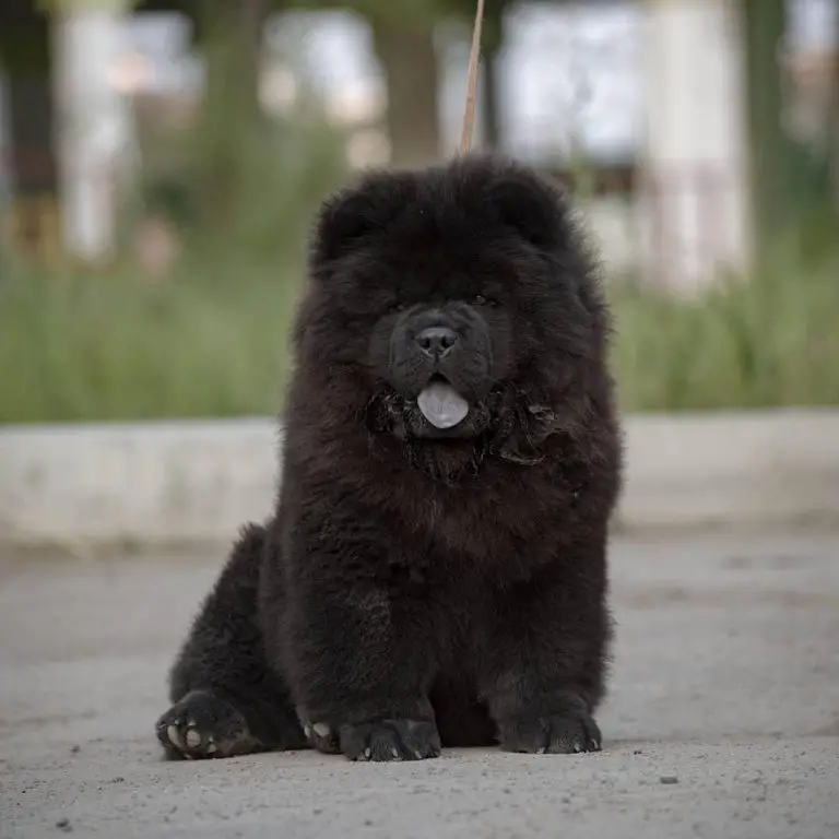 15 Incredible Facts About Chow Chows That You Didn't Know | Page 2 of 6