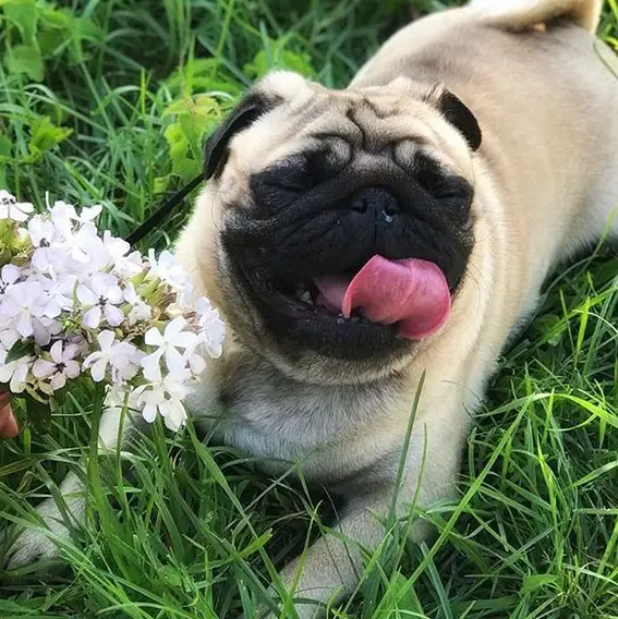 14 Reasons People Prefer Pugs to Other Dog Breeds - The Paws