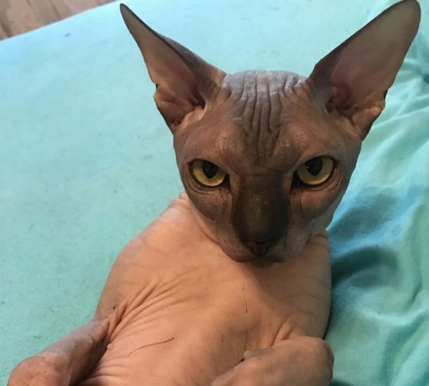 12 Human Foods Sphynx Cats Should Never Eat! - The Paws