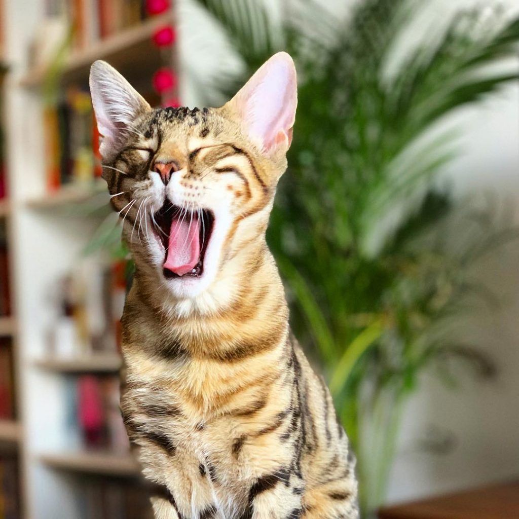 Tiger Or Cat? 15 Important Facts About Bengal Cats | The Paws