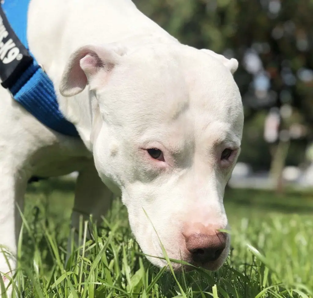 14 Photos Of Beautiful Pit Bulls That Will Melt Your Cold, Unloving 