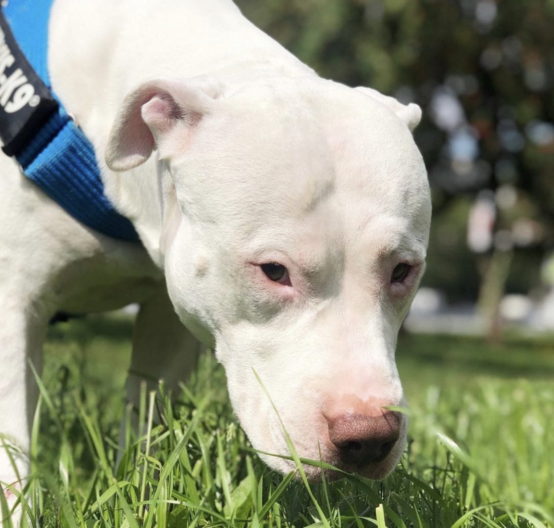 14 Photos Of Beautiful Pit Bulls That Will Melt Your Cold, Unloving ...