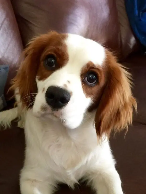 14 Things All Cavalier King Charles Spaniel Owners Should Know – The Paws