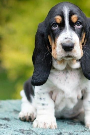 15 Surprising Things You Probably Don’t Know About Basset Hounds – Page ...